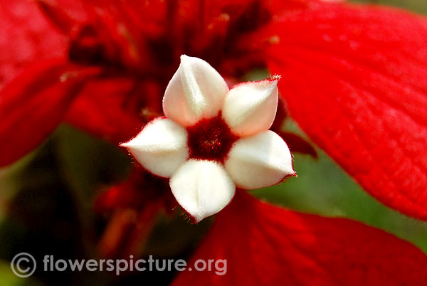 Mussaenda erythrophylla