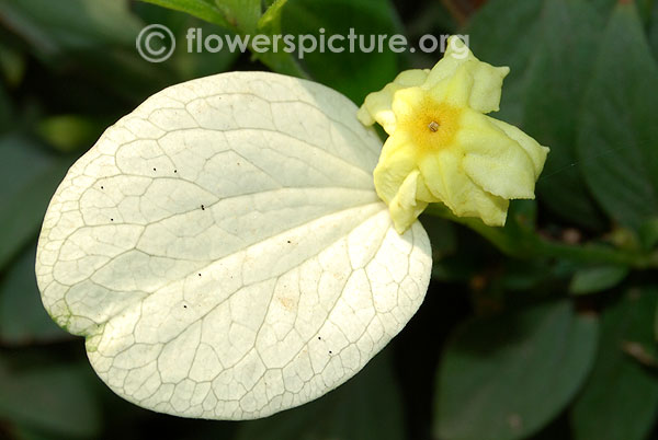 Mussaenda luteola