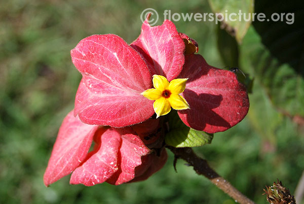 Mussaenda