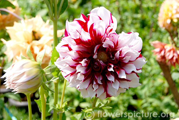 Myrtles brandy dahlia