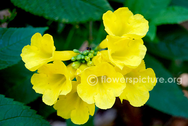 Narrow leaf yellow bells