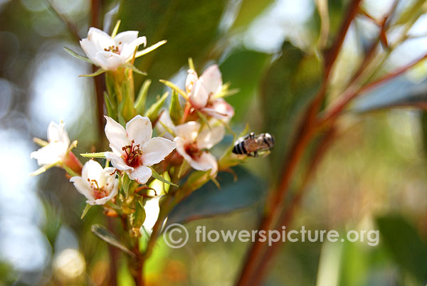 Neillia rubiflora