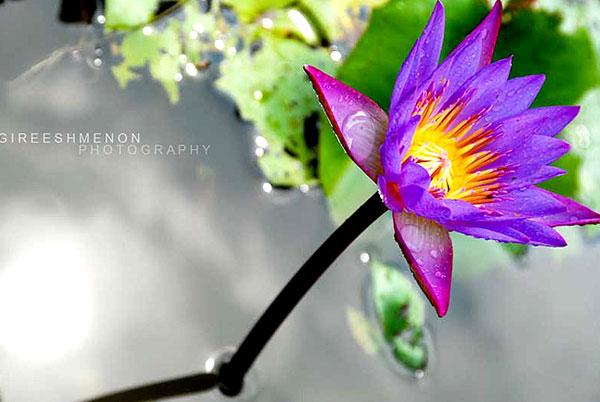 nelumbo purple