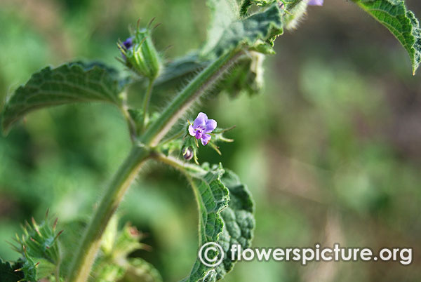 nepeta laevigata