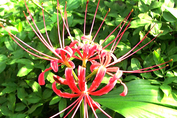 nerine sarniensis