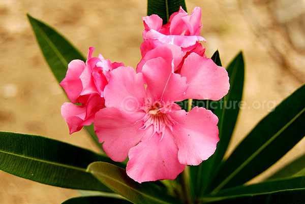 nerium oleander