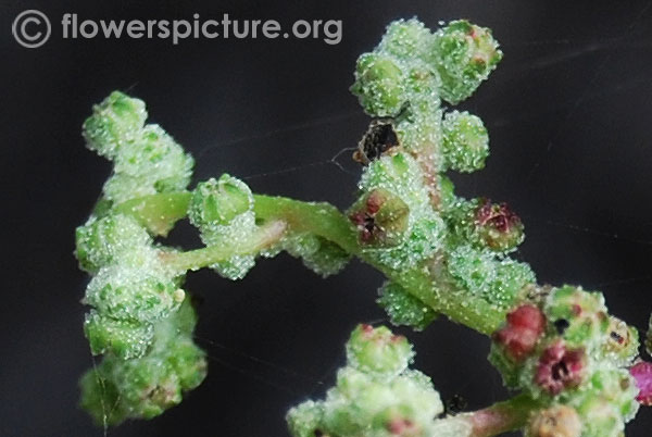 Nettle leaved goosefoot