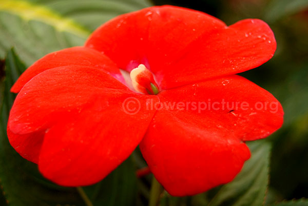 new guinea impatiens