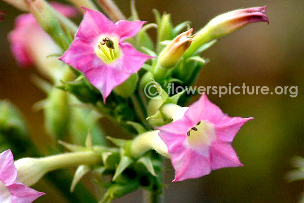 Nicotiana tabacum