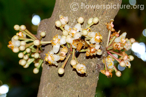 Ochrocarpos longifolius