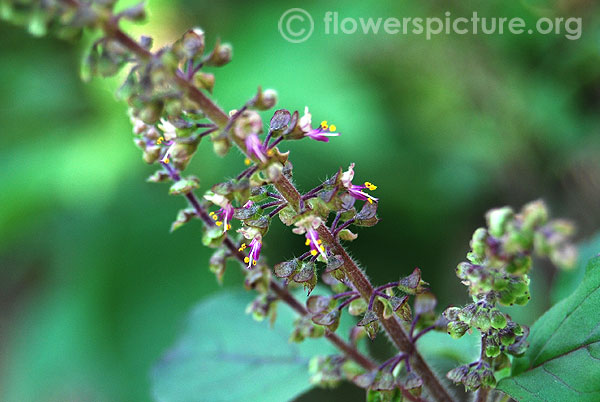 Ocimum tenuiflorum