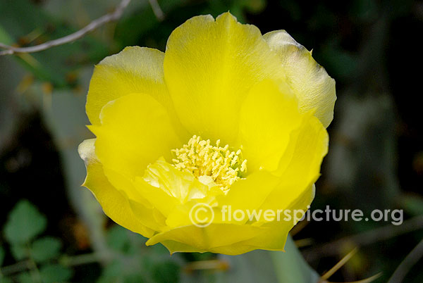 Opuntia monacantha