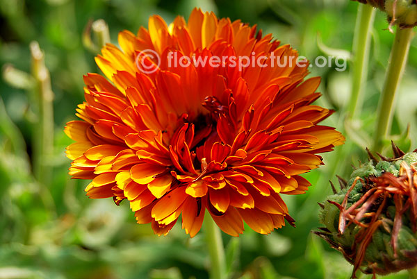 Orange calendula officinalis