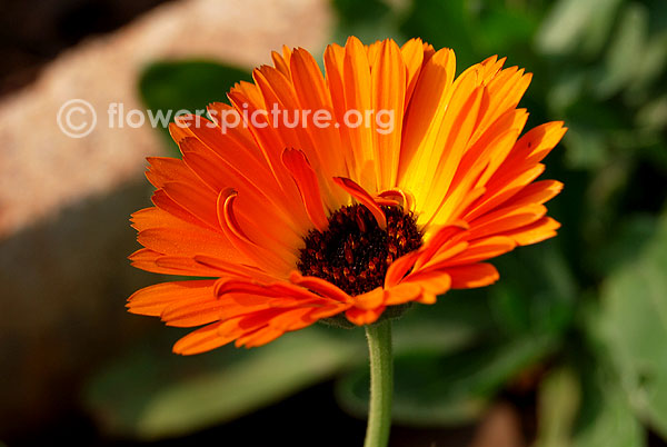 Orange calendula