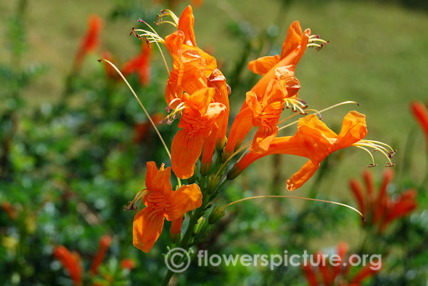 Orange cape honeysuckle