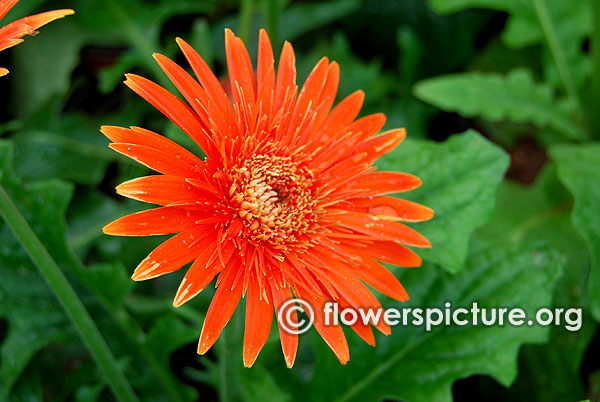 Orange gerbera daisy Indo American Hybrid Seeds India Pvt. Ltd.