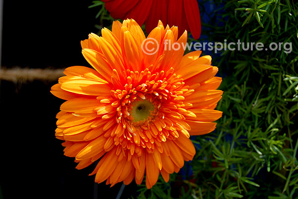 Orange gerbera daisy