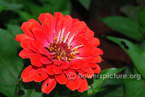 Orange zinnia