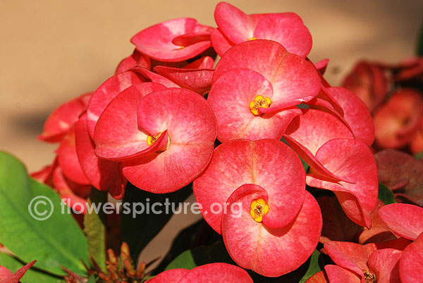 Orchid crown of thorns