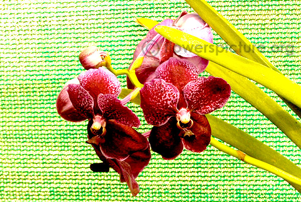 Orchid purple