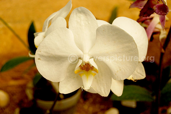 orchid white