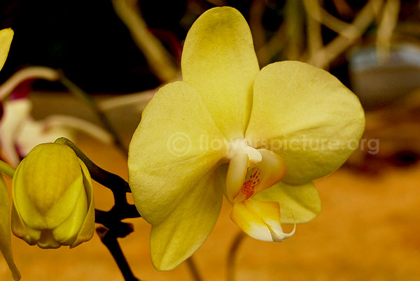 orchid yellow