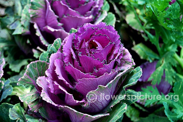 Ornamental cabbage