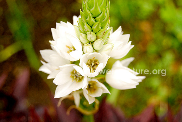 Ornithogalum thyrsoides