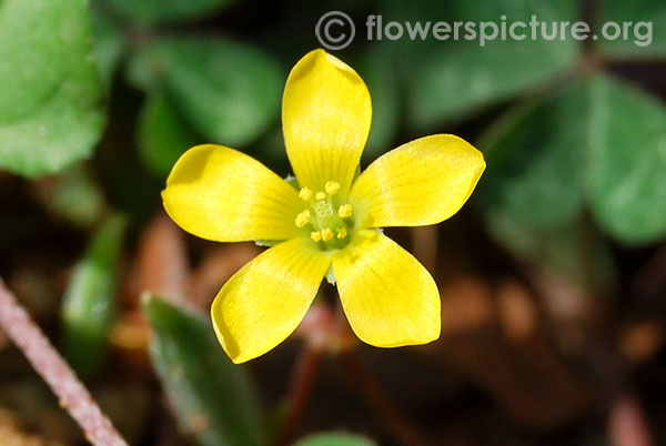 Oxalis corniculata