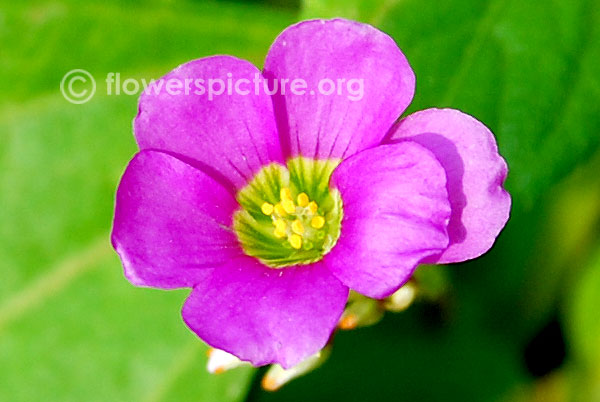 Oxalis debilis