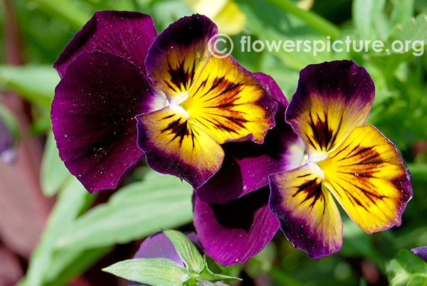 Panola yellow purple pansy