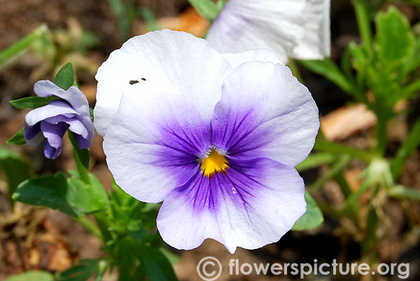 Pansy plentifall frost