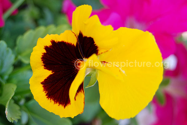 pansy