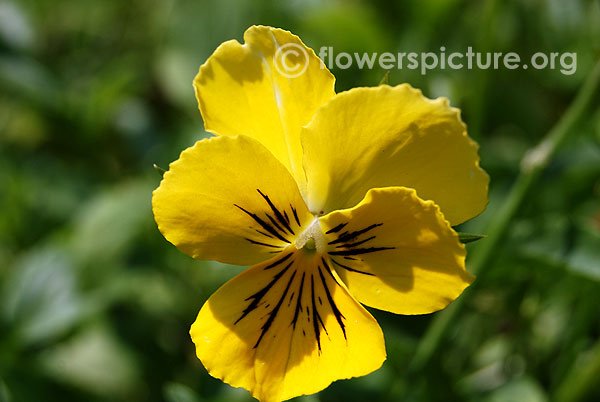 pansy yellow