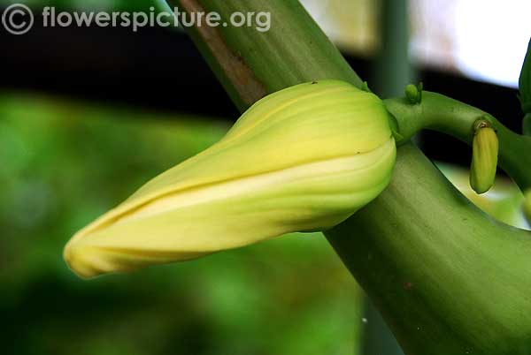 Papaya flower