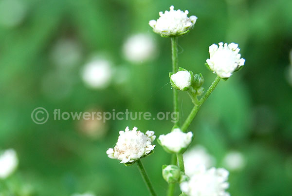 Parthenium hysterophorus