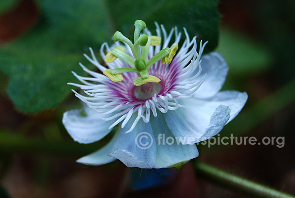 Passiflora foetida