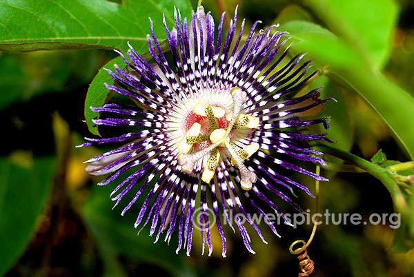 Passiflora incarnata