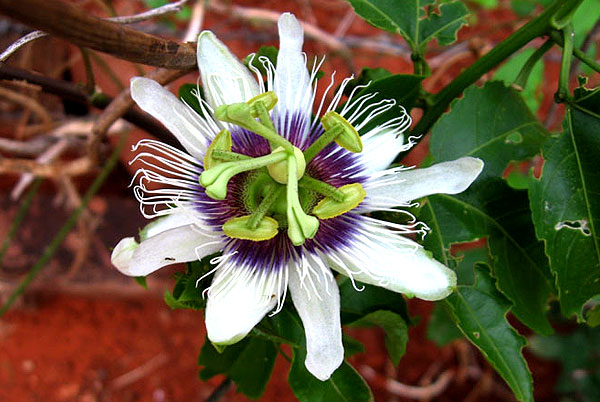 passion flowers