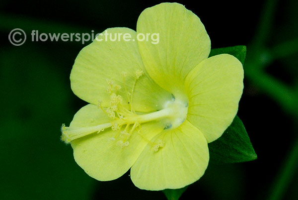 Pavonia Procumbens