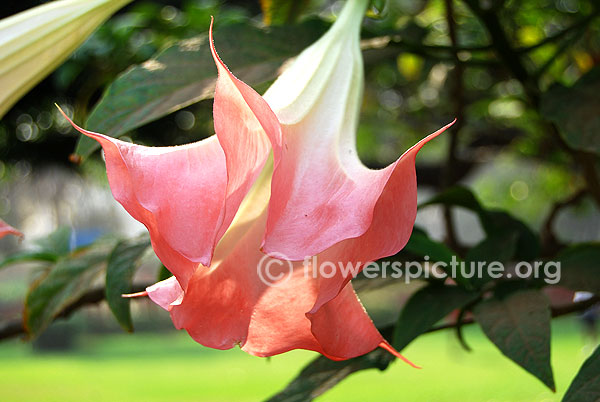 Peach angel's trumpet