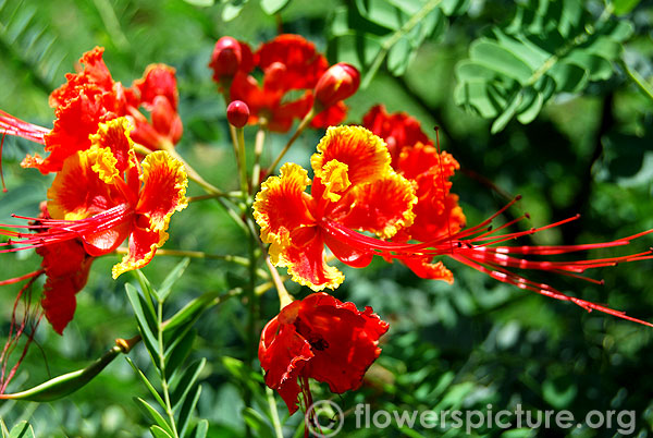 Peacock flower