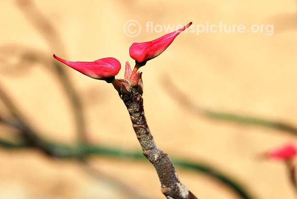 Pedilanthus tithymaloides