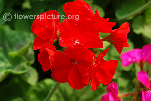 Pelargonium peltatum