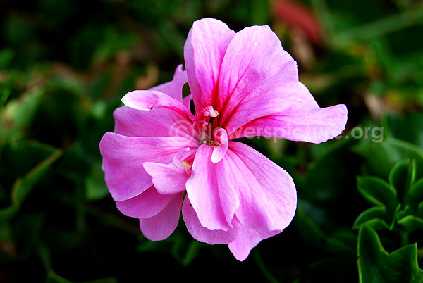 Pelargonium Zonale