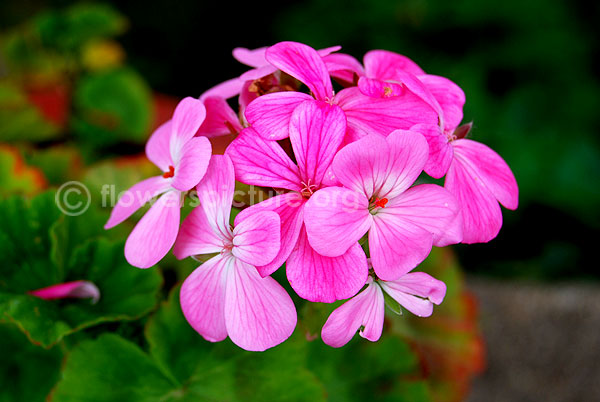 Pelargonium