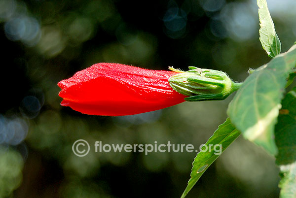 Pendulous sleeping hibiscus