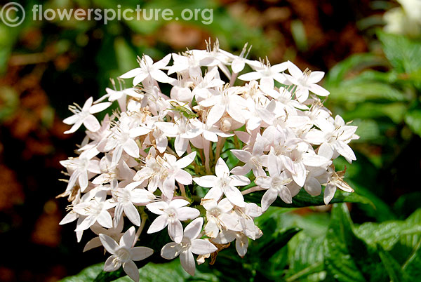 Pentas lanceolata white