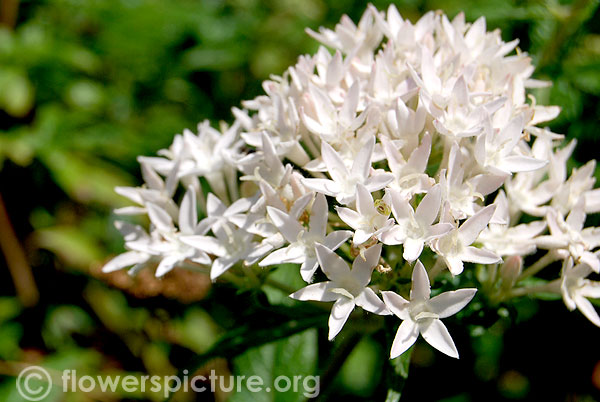 Pentas white