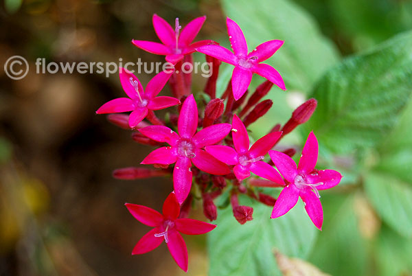 Pentas